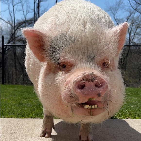 Why I Posh - Picture 3 of 16